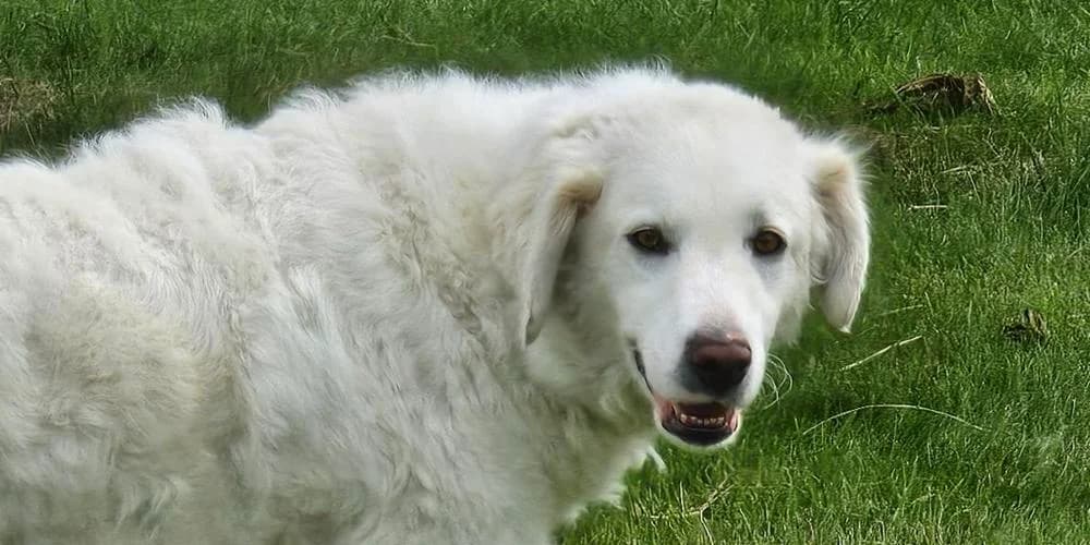Beatrice, weiß female 4yo Mixed Breed for adoption at PfotenFreunde Sardinien e.V.