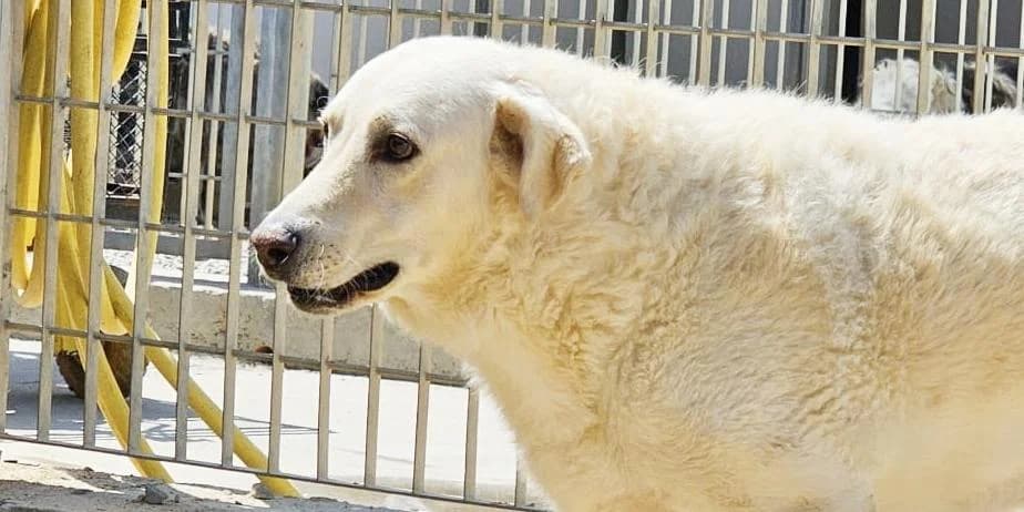 Pupi, weiß female 5yo mixed breed for adoption at PfotenFreunde Sardinien e.V.