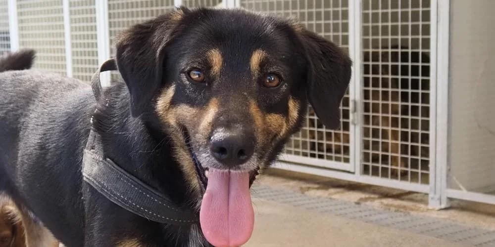 Bacio, schwarz / braun male 4yo Mixed Breed for adoption at PfotenFreunde Sardinien e.V.
