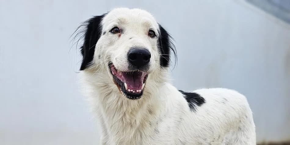 Lallo, weiß mit schwarzen Ohren male 3yo Mixed Breed for adoption at PfotenFreunde Sardinien e.V.