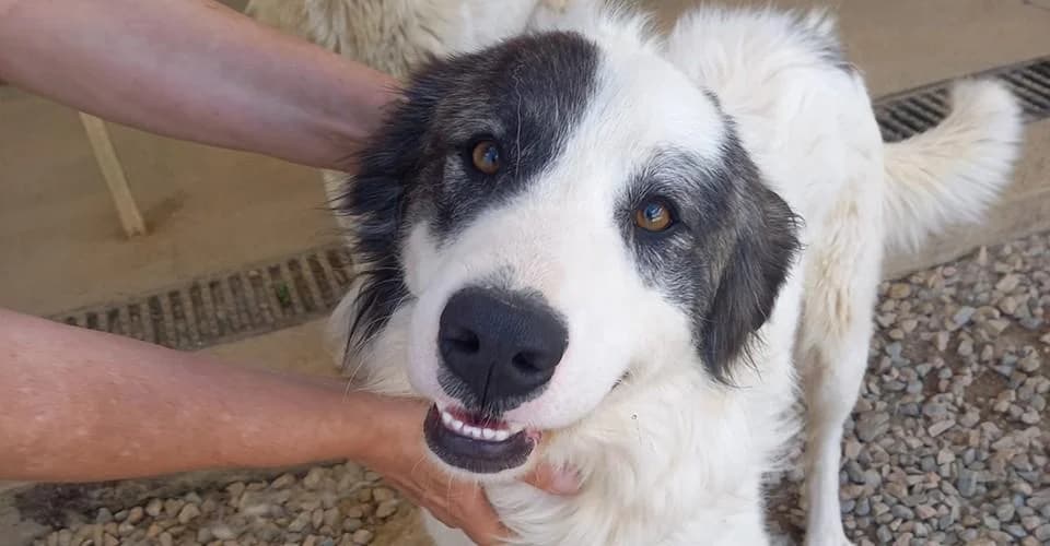 Leandro, weiß, dunkelbraune Ohren male 3yo Mixed Breed for adoption at PfotenFreunde Sardinien e.V.