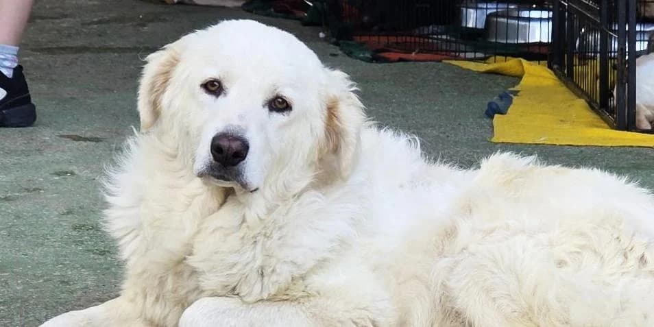 Leoncino, weiß male 3yo Mixed Breed for adoption at PfotenFreunde Sardinien e.V.
