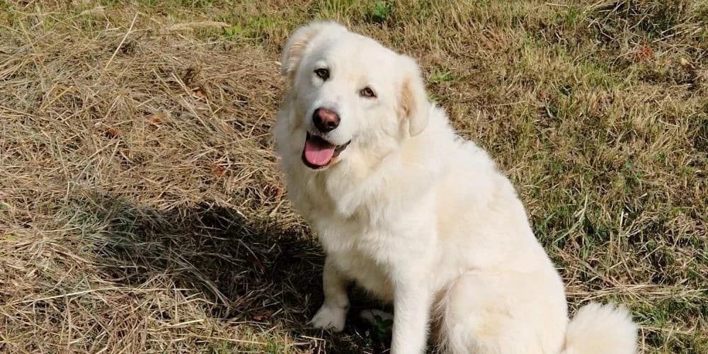 Leoncino, weiß male 3yo Mixed Breed for adoption at PfotenFreunde Sardinien e.V.