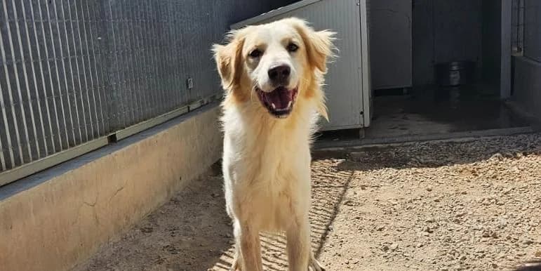 Leone, weiß mit beigen Ohren und beigen Punkten im Fell male 3yo Mixed Breed for adoption at PfotenFreunde Sardinien e.V.