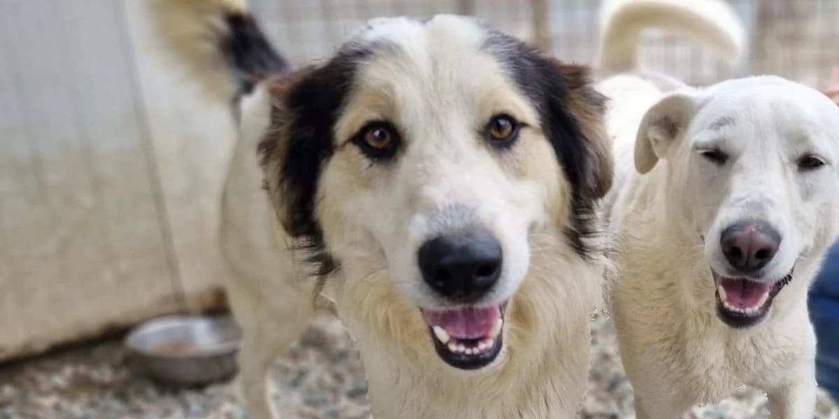 Ludovico, weiß, schwarz-braune Ohren und schwarze Flecke im Fell male 3yo Mixed Breed for adoption at PfotenFreunde Sardinien e.V.