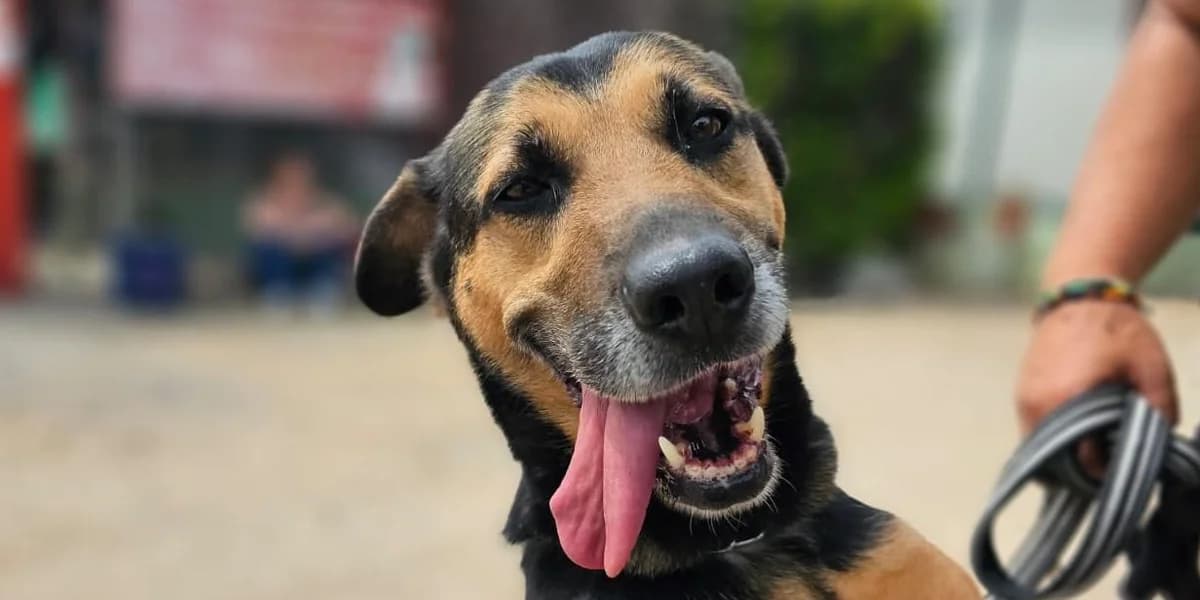 Lila, braun-schwarz female 7yo Mixed Breed for adoption at PfotenFreunde Sardinien e.V.