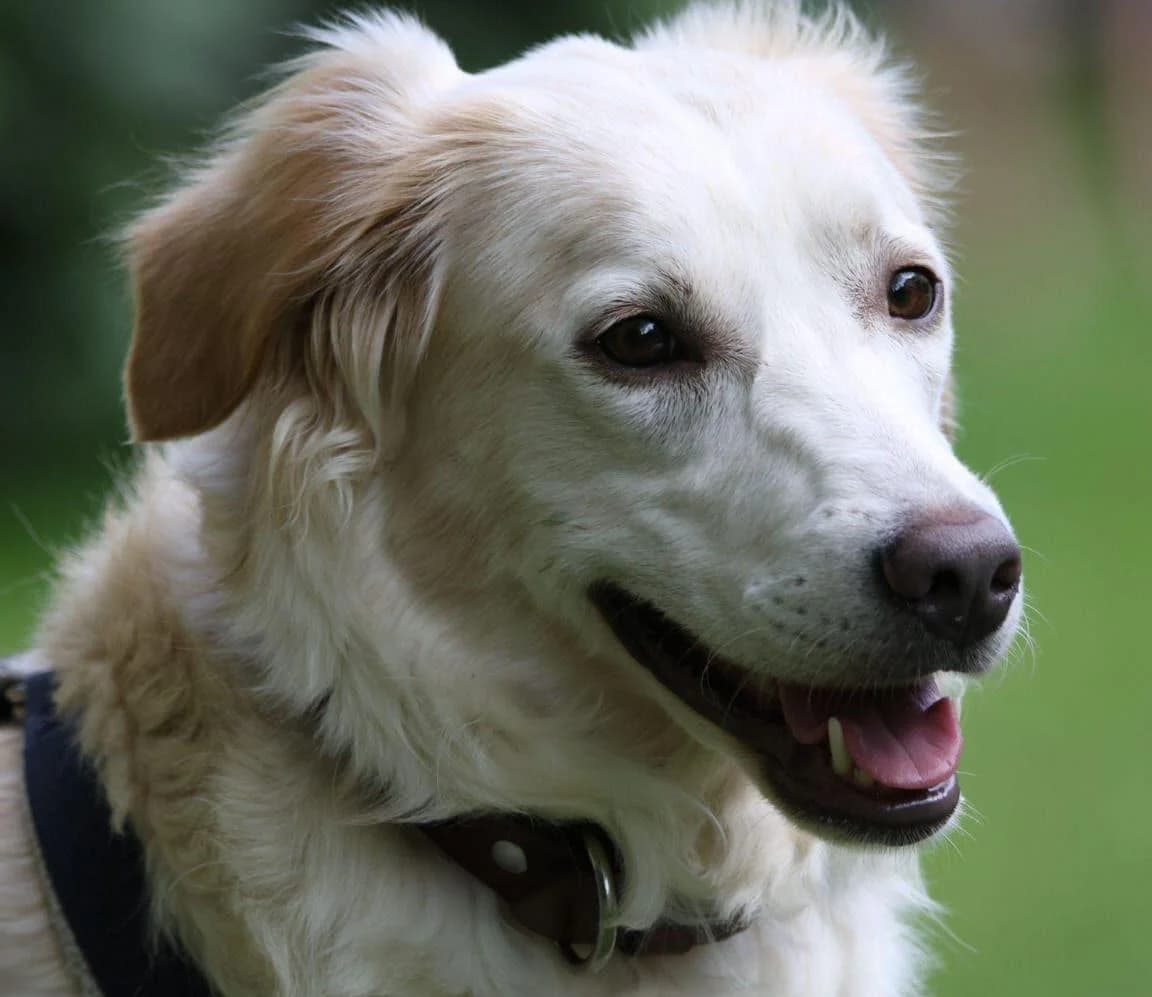 Panina, creme/beige female 3yo Mixed Breed for adoption at PfotenFreunde Sardinien e.V.