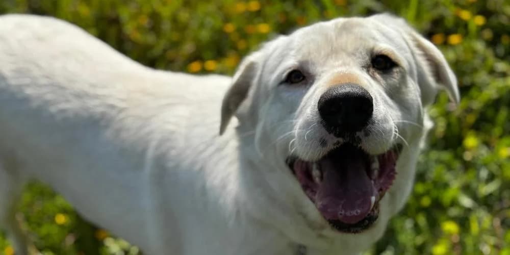 Fortunello, weiß male 4yo Mixed Breed for adoption at PfotenFreunde Sardinien e.V.