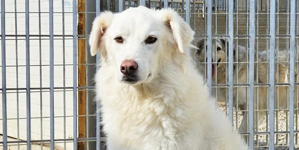Mila, weiß female 4yo Mixed Breed for adoption at PfotenFreunde Sardinien e.V.