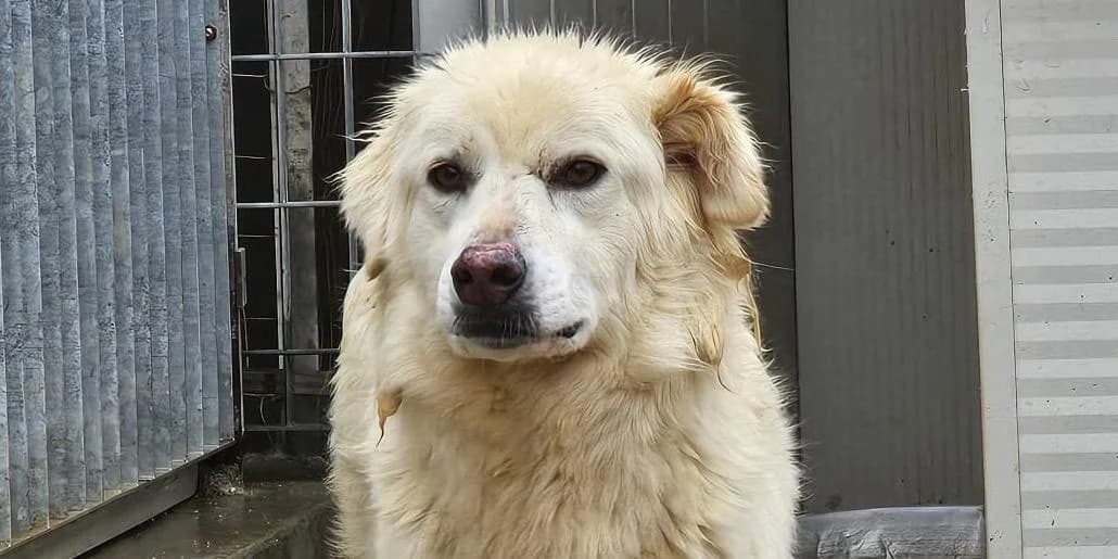 Milo, weiß male 4yo Mixed Breed for adoption at PfotenFreunde Sardinien e.V.
