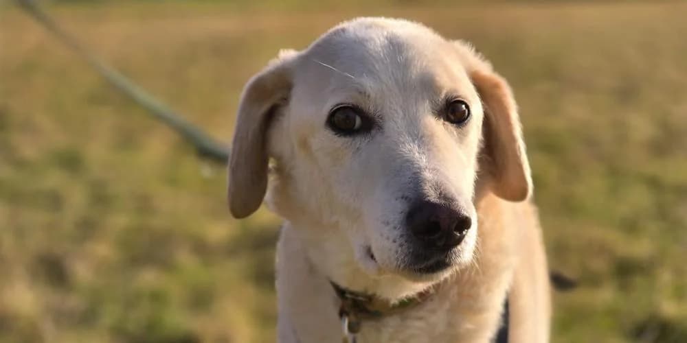 Romualdo, weiß-blond male senior Mixed Breed for adoption at PfotenFreunde Sardinien e.V.