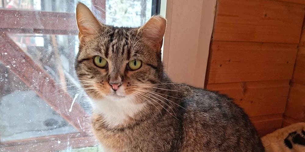 Vaniglia, 3yo mixed breed for adoption at PfotenFreunde Sardinien e.V.