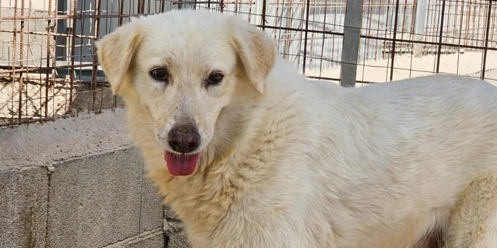Rinaldo, creme male 4yo Labrador Retriever for adoption at PfotenFreunde Sardinien e.V.