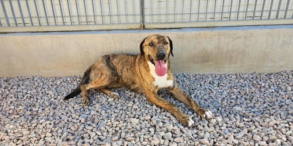 Annabella, gestromt female 4yo Mixed Breed for adoption at PfotenFreunde Sardinien e.V.