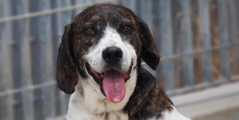 Bernardo, schwarz-weiΓ male 3yo Mixed Breed for adoption at PfotenFreunde Sardinien e.V.