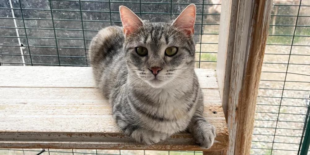 Minnie, young mixed breed for adoption at PfotenFreunde Sardinien e.V.