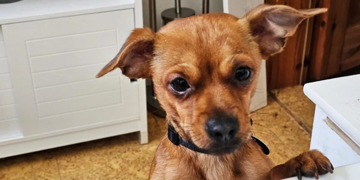 Laos, beige male 4yo Chihuahua for adoption at PfotenFreunde Sardinien e.V.