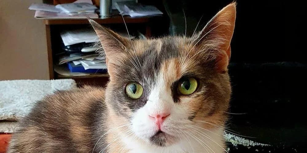 Romina, 3yo mixed breed for adoption at PfotenFreunde Sardinien e.V.