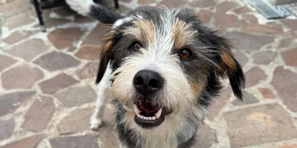 Nemo, tricolor male young Mixed Breed for adoption at PfotenFreunde Sardinien e.V.
