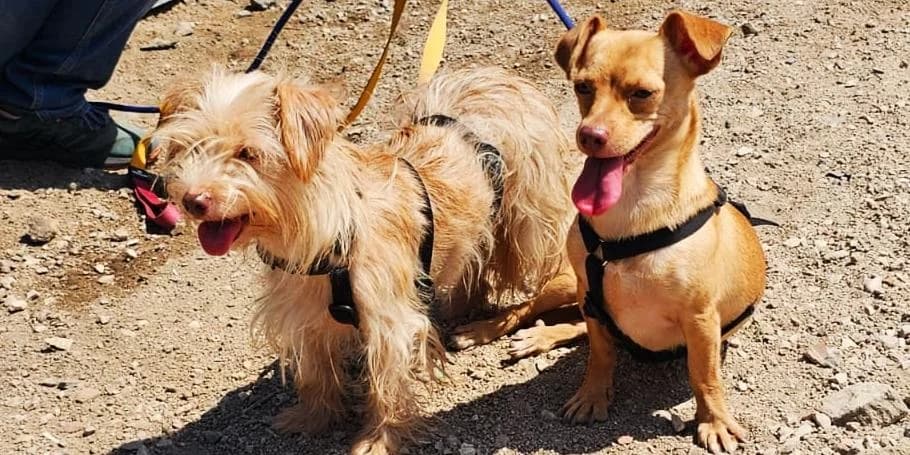 Molly und Spilla, beige und beige-grau female young Yorkshire Terrier for adoption at PfotenFreunde Sardinien e.V.