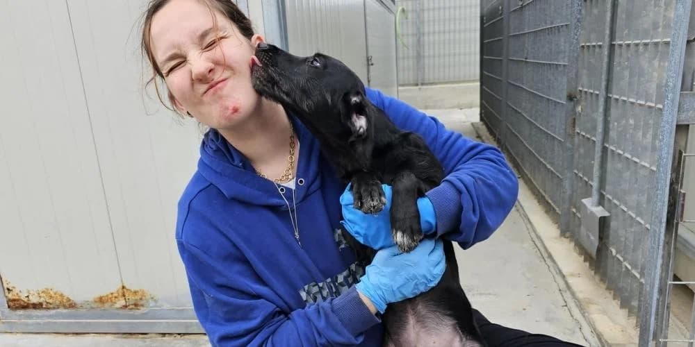 Dante, schwarz male puppy Mixed Breed for adoption at PfotenFreunde Sardinien e.V.