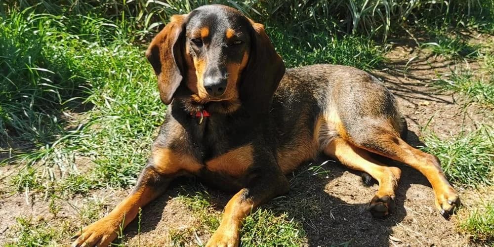 Venerina, BrauntΓΆne female young Mixed Breed for adoption at PfotenFreunde Sardinien e.V.