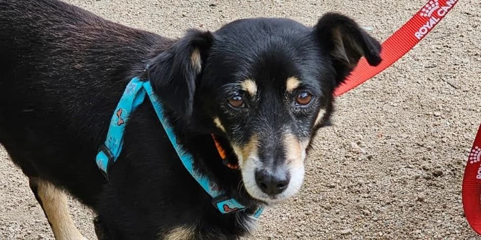 Benvenuto, schwarz mit beige male 5yo Mixed Breed for adoption at PfotenFreunde Sardinien e.V.