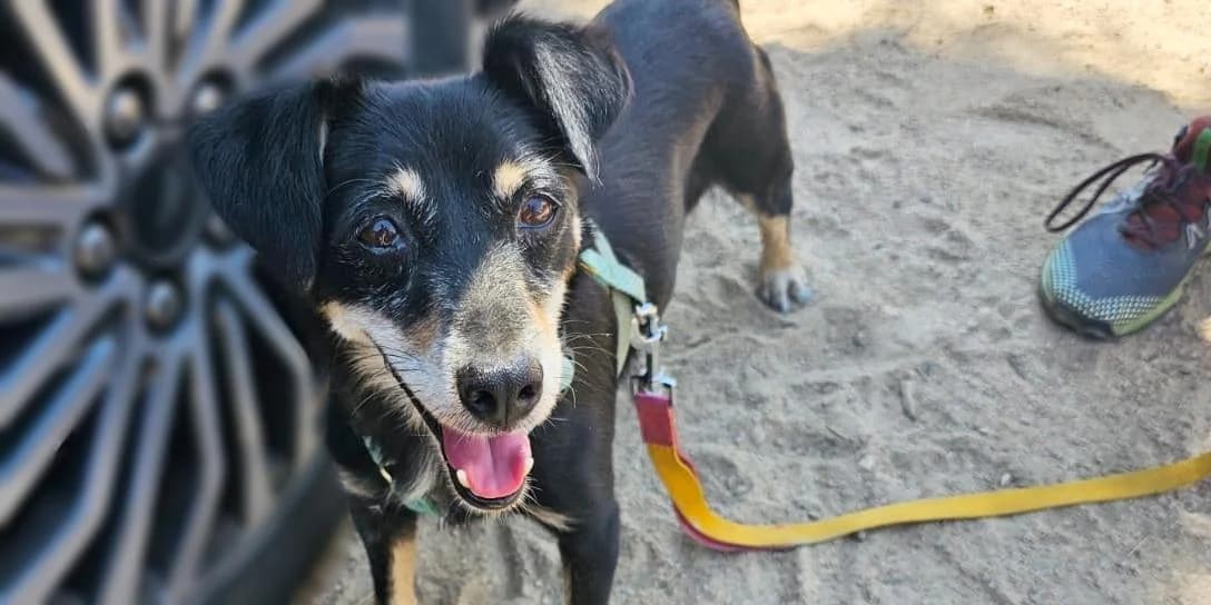 Benvenuto, schwarz mit beige male 5yo Mixed Breed for adoption at PfotenFreunde Sardinien e.V.