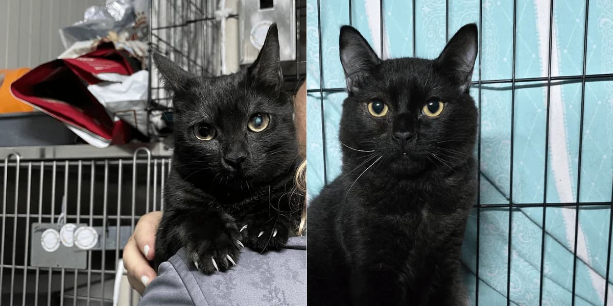 Paolina und Paolino, young European Shorthair for adoption at PfotenFreunde Sardinien e.V.