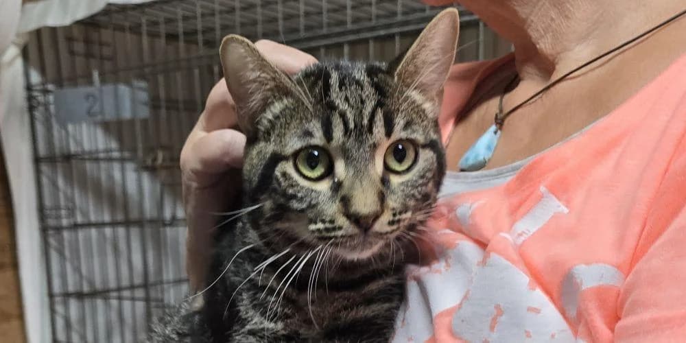 Fly, young European Shorthair for adoption at PfotenFreunde Sardinien e.V.