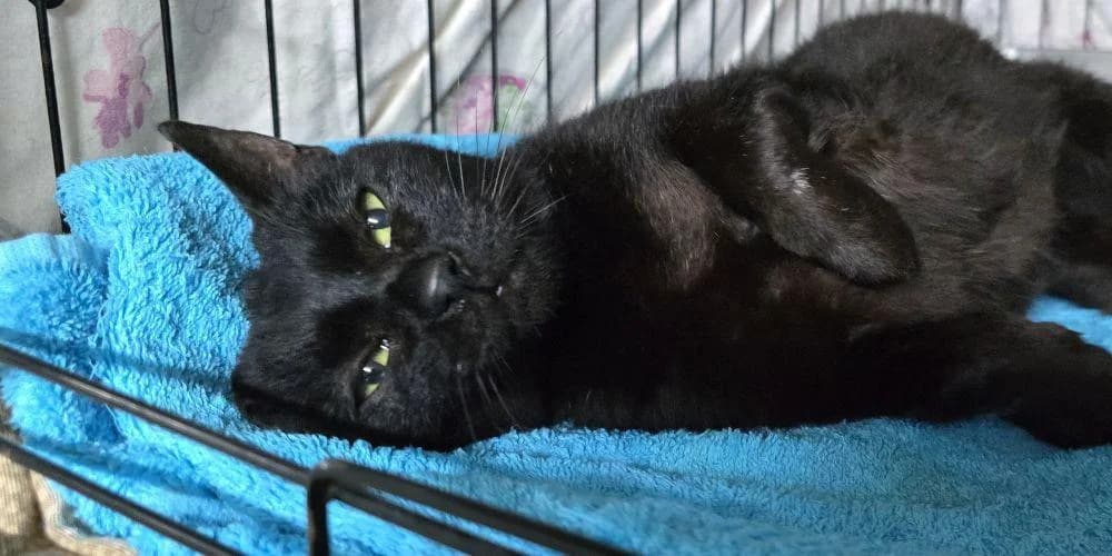 Iole, senior European Shorthair for adoption at PfotenFreunde Sardinien e.V.