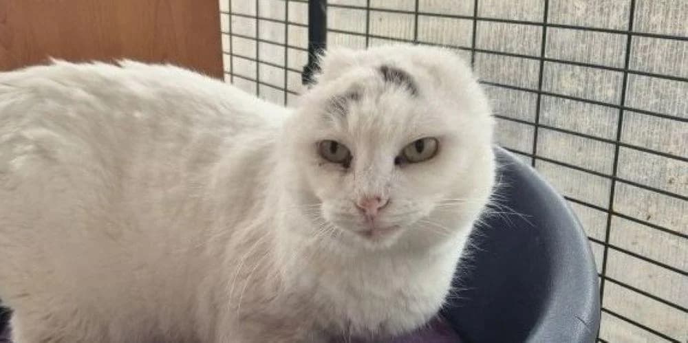 Cleonice, senior European Shorthair for adoption at PfotenFreunde Sardinien e.V.