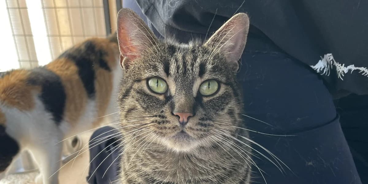 Cirillino, 6yo European Shorthair for adoption at PfotenFreunde Sardinien e.V.