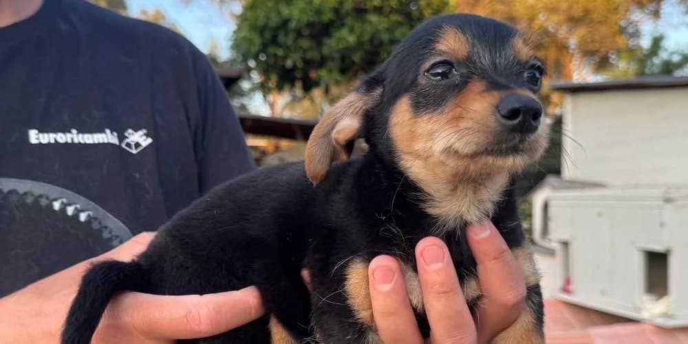 Cartesio, Schwarz-braun male puppy Mixed Breed for adoption at PfotenFreunde Sardinien e.V.