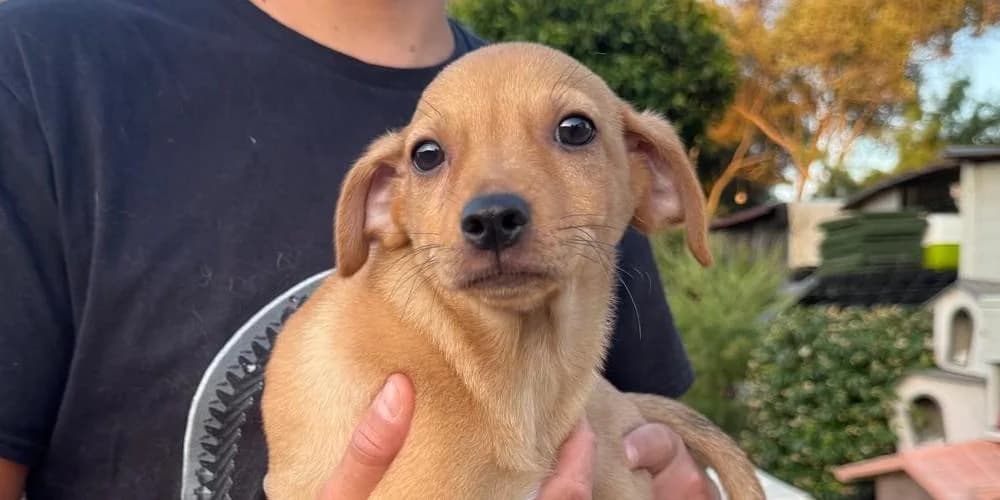 Casper, hellbraun male puppy Mixed Breed for adoption at PfotenFreunde Sardinien e.V.