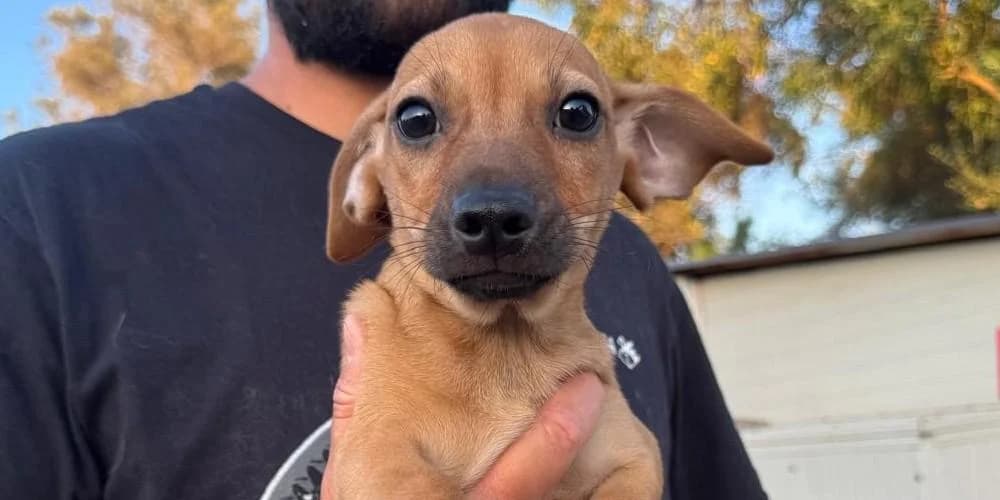 Corallo, hellbraun male puppy Mixed Breed for adoption at PfotenFreunde Sardinien e.V.