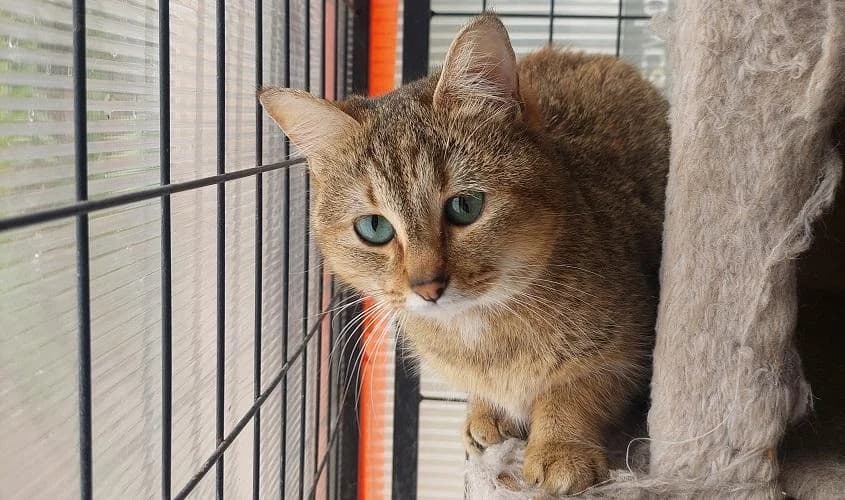 Tremolina, young European Shorthair for adoption at PfotenFreunde Sardinien e.V.