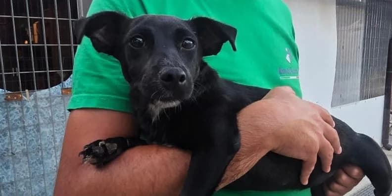 Gianna nera, schwarz mit kleinem weißen Brustfleck female puppy Mixed Breed for adoption at PfotenFreunde Sardinien e.V.