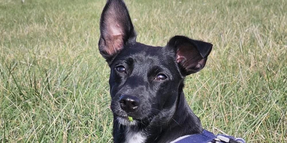 Gianna nera, schwarz mit kleinem weiΓen Brustfleck female puppy Mixed Breed for adoption at PfotenFreunde Sardinien e.V.