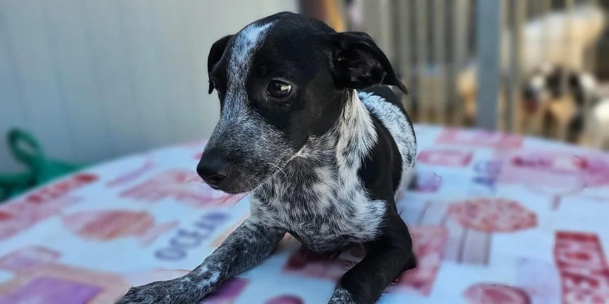 Giordano, weiΓ mit schwarzen Punkten male puppy Mixed Breed for adoption at PfotenFreunde Sardinien e.V.