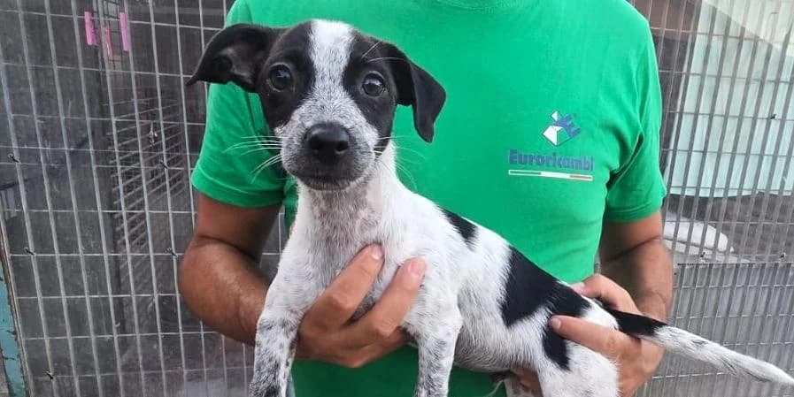 Germano, weiß mit schwarzen Punkten male puppy Mixed Breed for adoption at PfotenFreunde Sardinien e.V.