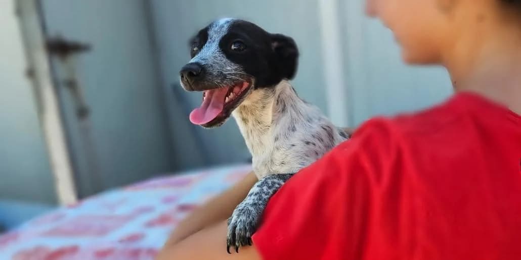 Germano, weiΓ mit schwarzen Punkten male puppy Mixed Breed for adoption at PfotenFreunde Sardinien e.V.