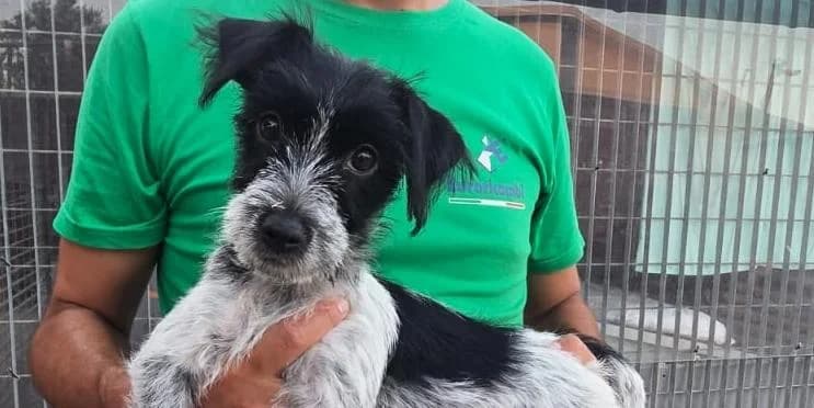 Gisella, weiß mit schwarz female puppy Mixed Breed for adoption at PfotenFreunde Sardinien e.V.