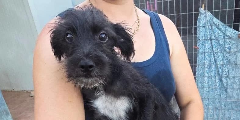 Giorgio, schwarz mit weiß male puppy Mixed Breed for adoption at PfotenFreunde Sardinien e.V.