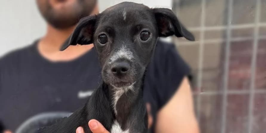 Gigliola, schwarz mit weiß female puppy Mixed Breed for adoption at PfotenFreunde Sardinien e.V.