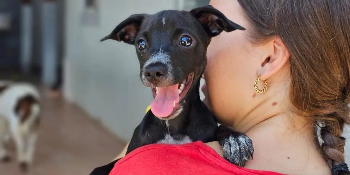 Gigliola, schwarz mit weiΓ female puppy Mixed Breed for adoption at PfotenFreunde Sardinien e.V.