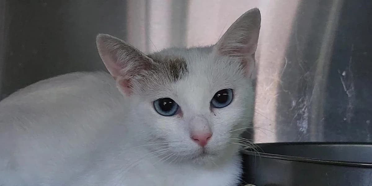 Matilda, weiß young European Shorthair for adoption at PfotenFreunde Sardinien e.V.