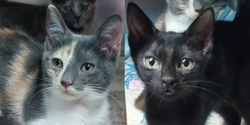 Biba und Bobo, puppy European Shorthair for adoption at PfotenFreunde Sardinien e.V.