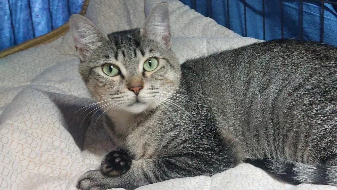Roma, young European Shorthair for adoption at PfotenFreunde Sardinien e.V.