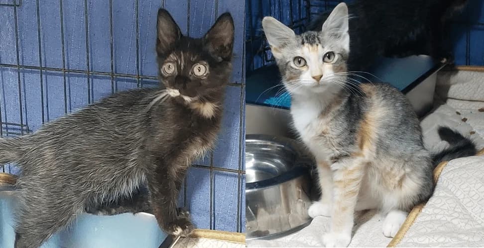 Rita und Rosi, puppy European Shorthair for adoption at PfotenFreunde Sardinien e.V.